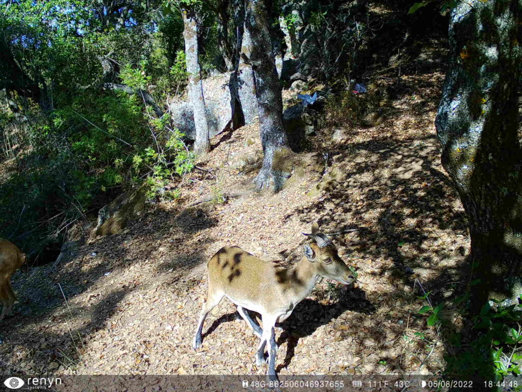 Imagen de cabra montés captada por cámara de fototrampeo