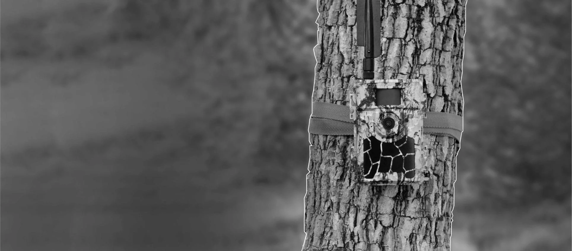 Dónde colocar la cámara de fototrampeo en una finca