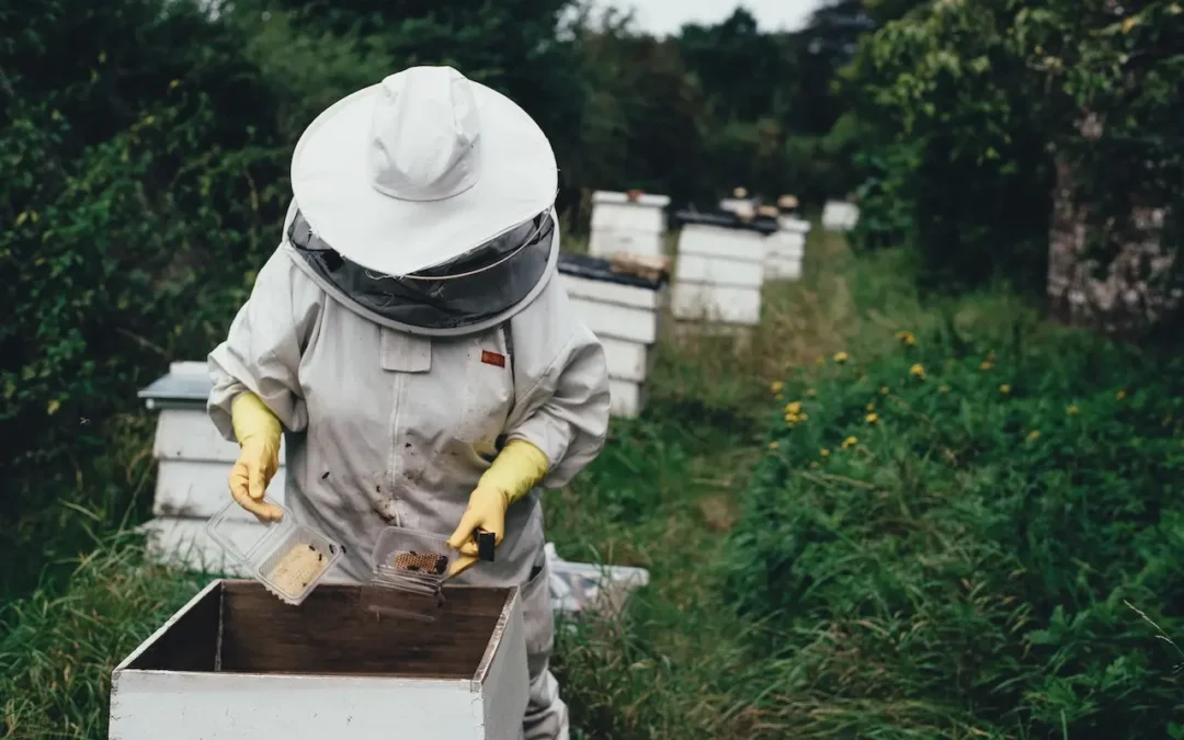apicultor con colmenas