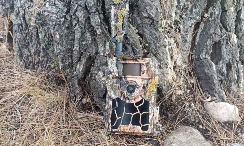 camara fototrampeo camuflada