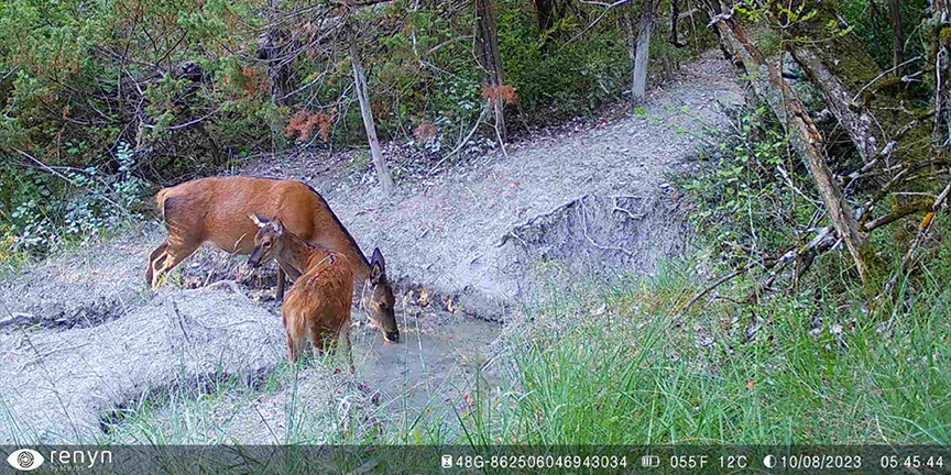 Animales en cámara asequible